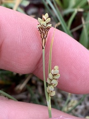 Carex aurea