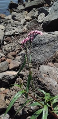 Persicaria segetum