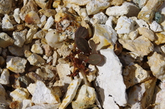 Claytonia umbellata