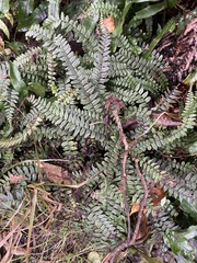 Blechnum durum