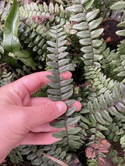 Blechnum durum