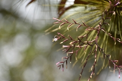 Tillandsia filifolia