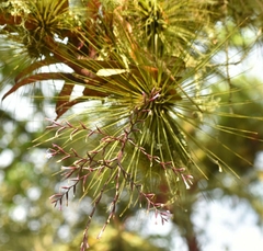 Tillandsia filifolia