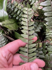 Blechnum durum