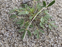 Carsonia sparsifolia