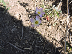 Oxalis decaphylla