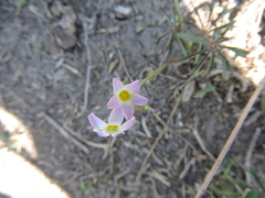 Oxalis decaphylla