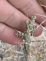 Atriplex parryi