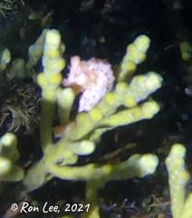 Hippocampus breviceps