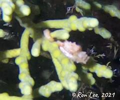 Hippocampus breviceps