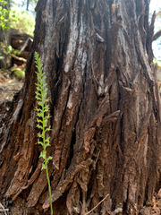 Platanthera leptopetala
