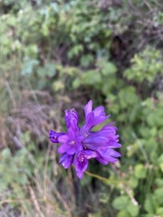Dichelostemma