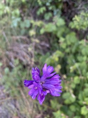 Dichelostemma