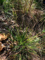 Carex mendocinensis
