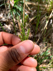 Carex mendocinensis