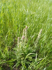 Pedicularis dasystachys