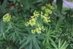 Euphorbia kansui