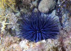 Centrostephanus tenuispinus