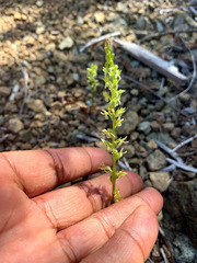 Platanthera leptopetala