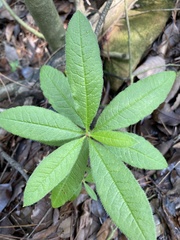 Rhododendron molle