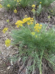 Lomatium grayi
