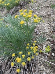 Lomatium grayi