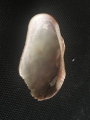 Barbatia