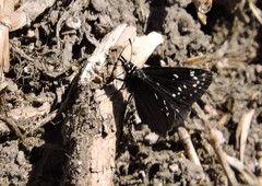 Pholisora mejicanus