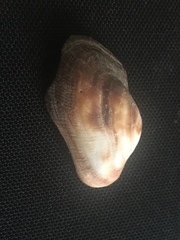 Barbatia