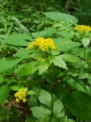 Thaspium barbinode