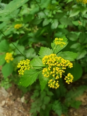 Thaspium barbinode