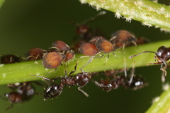 Aphis viburniphila