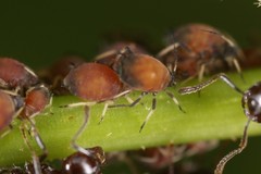 Aphis viburniphila