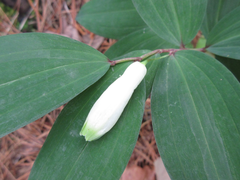 Polygonatum lasianthum