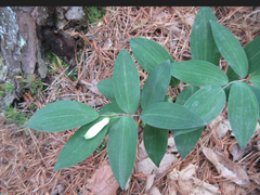 Polygonatum lasianthum