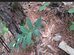 Polygonatum lasianthum