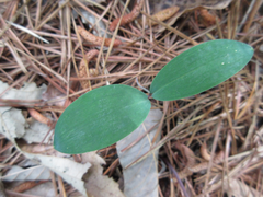 Polygonatum lasianthum