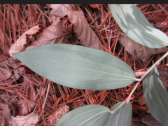 Polygonatum lasianthum