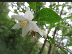 Styrax japonicus