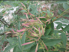 Fraxinus sieboldiana
