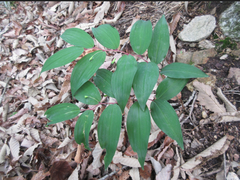Polygonatum lasianthum