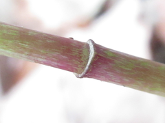 Polygonatum lasianthum