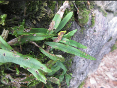 Lepisorus thunbergianus