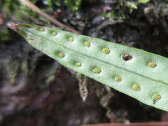 Lepisorus thunbergianus