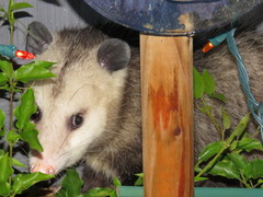 Didelphis virginiana