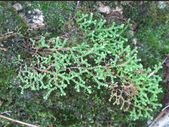 Selaginella rossii