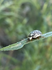 Calligrapha multipunctata