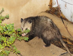 Didelphis virginiana