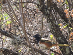 Pipilo maculatus macronyx