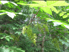 Toxicodendron trichocarpum